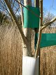 Black poplar (Populus nigra) tree B21 2020-04-04