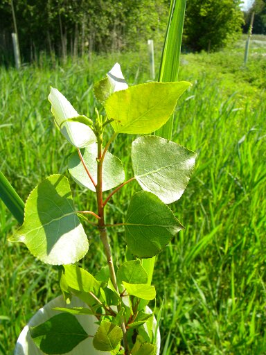 Native black poplar at Hillside House 2016-06-04